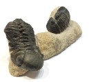 trilobite 140 4.5 x 1.75x1